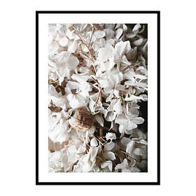 Gallerix Poster White Hydrangeas 3714-21x30G