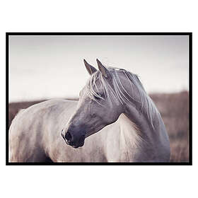 Gallerix Poster White Horse 3010-30x40