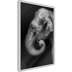Artgeist Poster Affisch Portrait of Elephant A3-POprp0508l_brA