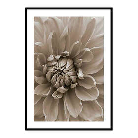 Gallerix Poster Autumn Dahlia 3715-70x100
