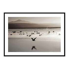 Gallerix Poster Birds In Nature Water 3900-50x70