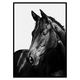 Gallerix Poster Black Horse 2694-50x70