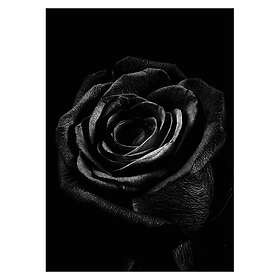 Gallerix Poster Black Rose 3017-70x100