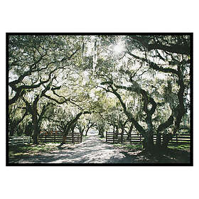 Gallerix Poster Canopy Of Trees 3524-50x70
