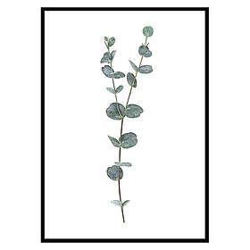 Gallerix Poster Eucalyptus No2 2660-30x40