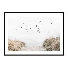 Gallerix Poster Free As A Bird 4210-21x30G