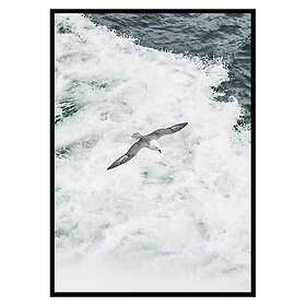 Gallerix Poster Grey Seagull 3385-21x30