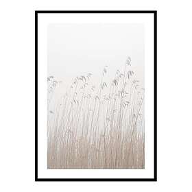 Gallerix Poster Grass In Fog 4231-21x30G