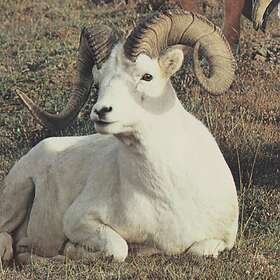 Sister Grotto Song For An Unborn Sun LP