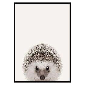 Gallerix Poster Baby Hedgehog 3173-30x40