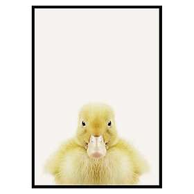 Gallerix Poster Baby Duck 3174-50x70