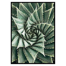 Gallerix Poster Agave Close Up No2 2633-21x30G