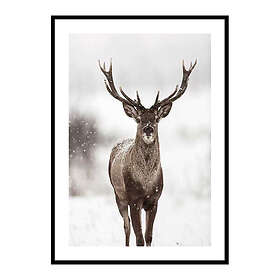 Gallerix Poster Majestic Red Deer 3792-70x100