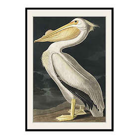 Gallerix Poster Pelican 1827 3691-70x100