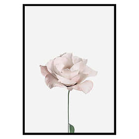 Gallerix Poster Pink Rose No2 2662-30x40
