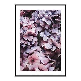 Gallerix Poster Pink Hydrangea 4313-30x40