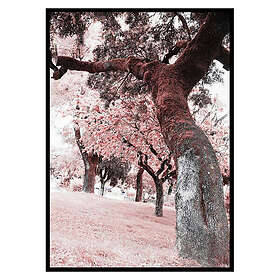 Gallerix Poster Pink Trees No2 3536-21x30