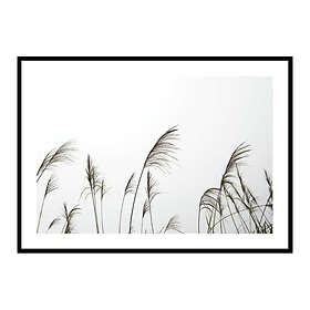 Gallerix Poster Reed Flowers 3731-50x70