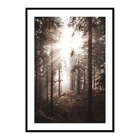 Gallerix Poster Sunbeams Through Autumnal Trees 4299-30x40