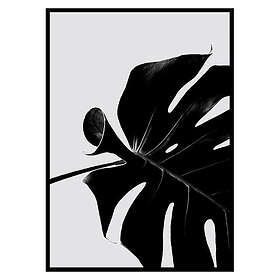 Gallerix Poster Monstera Black 2669-21x30