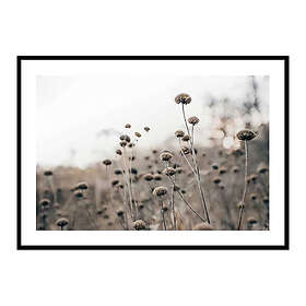 Gallerix Poster Monochromatic Flowers 3902-21x30G