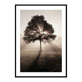 Gallerix Poster Tree In Sunrise 3788-21x30G