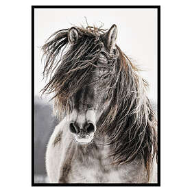 Gallerix Poster Wild Horse 2696-21x30
