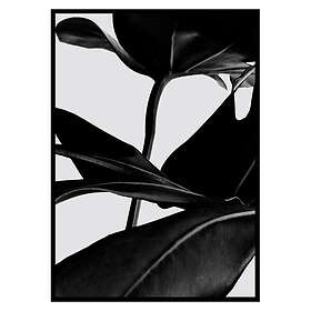 Gallerix Poster Ficus Black 2670-21x30G