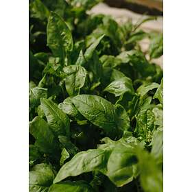 Venture Home Posters Green Leaf Grön Poster - leaf 21x30 60076-001