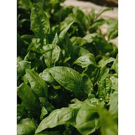 Venture Home Posters Green Leaf Grön Poster - leaf 30x40 60076-002