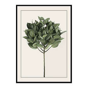 Gallerix Poster Ficus Elastica 3700-50x70