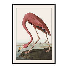 Gallerix Poster Flamingo 1827 3690-21x30G