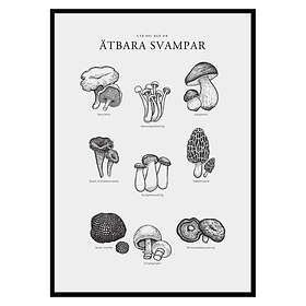 Gallerix Poster Ätbara Svampar 2713-21x30G
