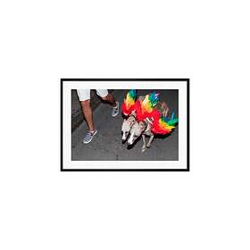 Gallery Democratic Poster Regnbuehunder Rød 21X30 Multicolor unisex