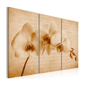 Arkiio Tavla Orkidé Vintage 120x80