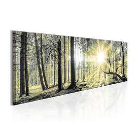 Arkiio Tavla Morning Forest 120x40 A3-N4420