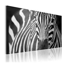 Arkiio Tavla Mrs Zebra 60x40 A3-N1533