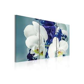 Arkiio Tavla Chimär Orkidéer 120x80