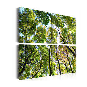 Arkiio Tavla Treetops 40x40 A3-N1993