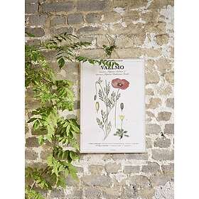 Coloring Book Skolplansch Vallmo