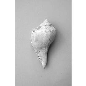 Malerifabrikken Poster Shell Grå