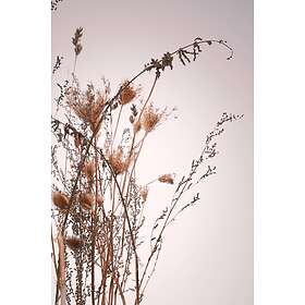 Malerifabrikken Poster Everlasting Rose