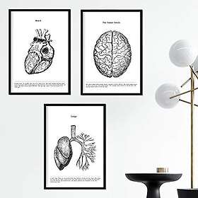 Noir Nacnic Ensemble de 3 affiches d'anatomie en et blanc avec des images du corps humain. Pack de fiches sur la biologie avec Cœur, Cerveau