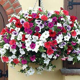 Flowers Megei- 200Seeds/Pack Heirloom Hanging Petunia Mixed Seeds Color Waves Hanging Basket Petunia Beautiful Light up Your Garden