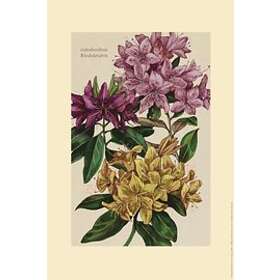 Plansch, rododendron Svenska Övrigt