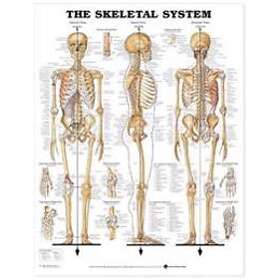 Skeletal System Engelska Wallchart