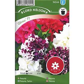 Lord Nelson Petunia Glorious F1 Dubbel