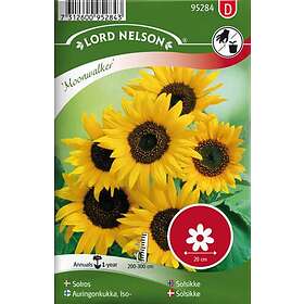 Lord Nelson Solros Moonwalker Hög