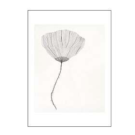 Poppy Poster 30x40 cm