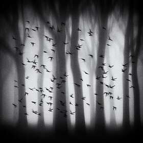 Birds Poster 30x40 cm